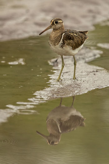 Close-up of bird perching in lake