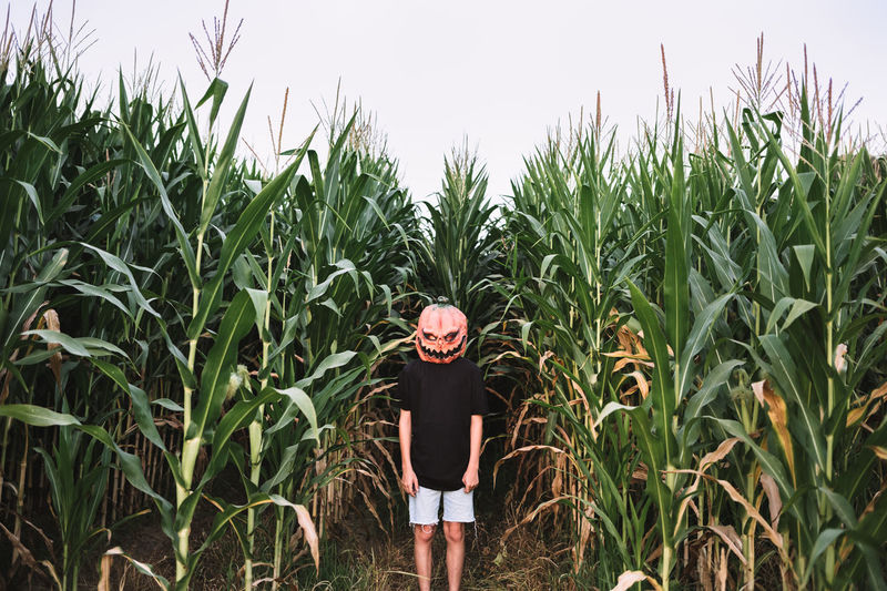 Anonymous person wearing spooky halloween pumpkin mask and black cloak standing in cornfield and looking at camera