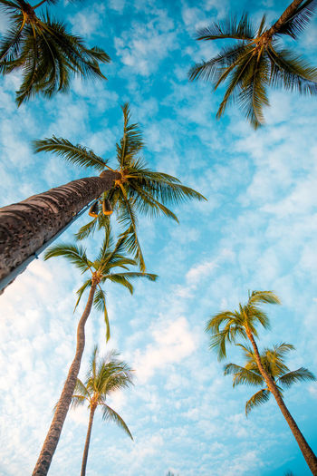 Low angle view of coconut palm trees against cloudy sky