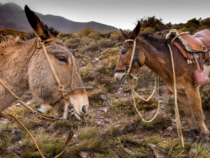Horses ready to cross the andes mountain range