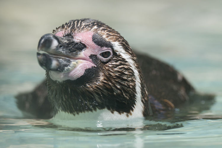 Humboldt penguin swimming on water