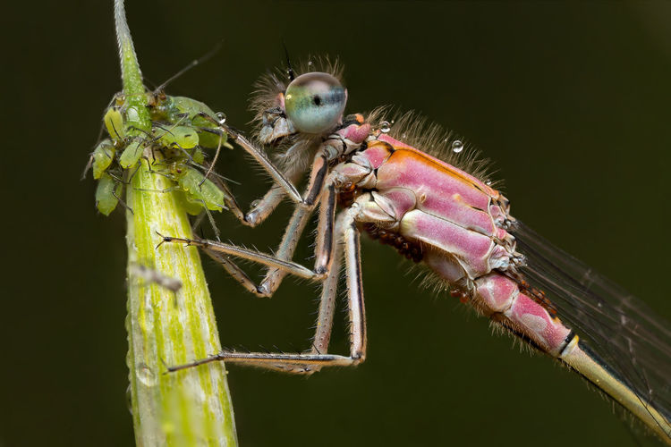 Close-up of damselfly  on plant