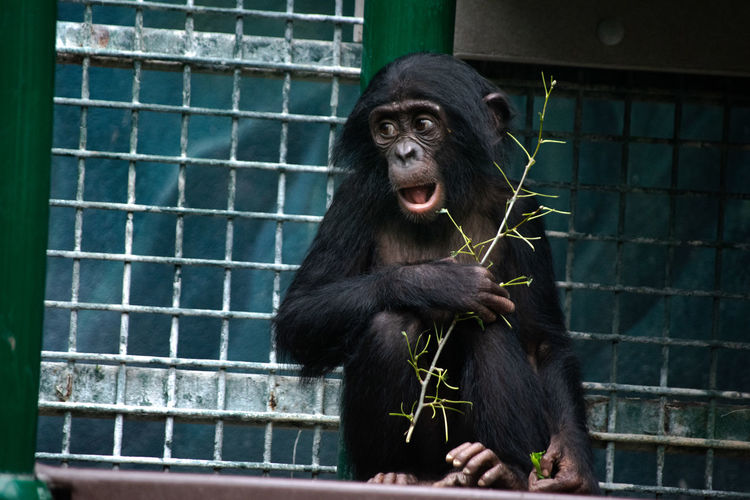 Portrait of black looking away in zoo