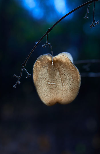 Close-up of dead fruit hanging on tree