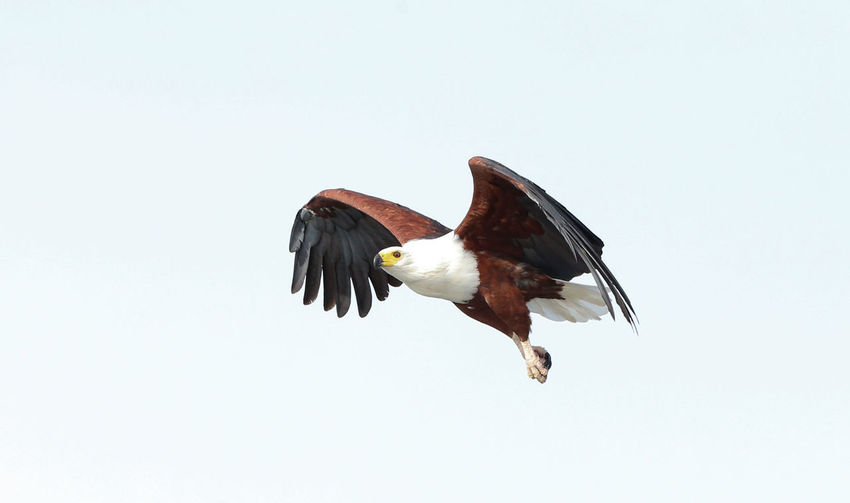 Low angle view of eagle flying against clear sky