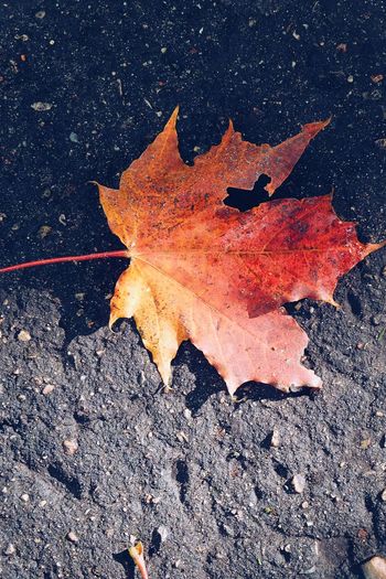 High angle view of maple leaf on sidewalk
