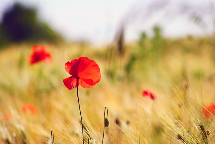 Close-up of red poppy blooming in field
