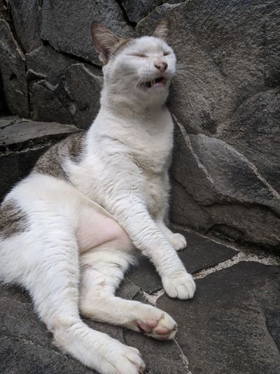 Close-up of cat relaxing outdoors