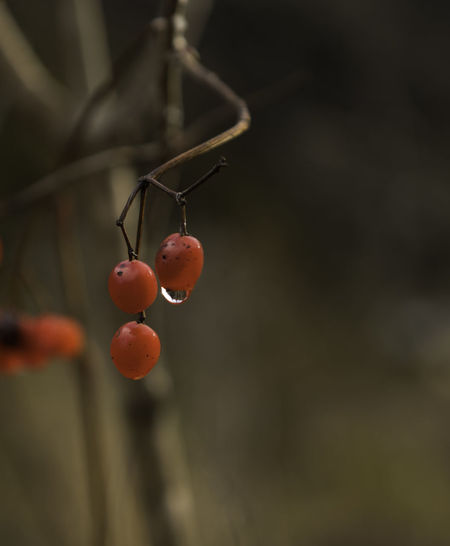 Close-up of red berries growing on plant