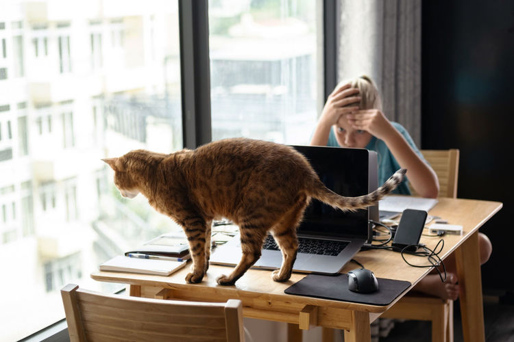 cat