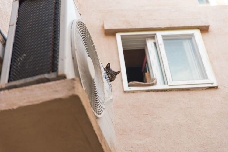 Cat on window of house