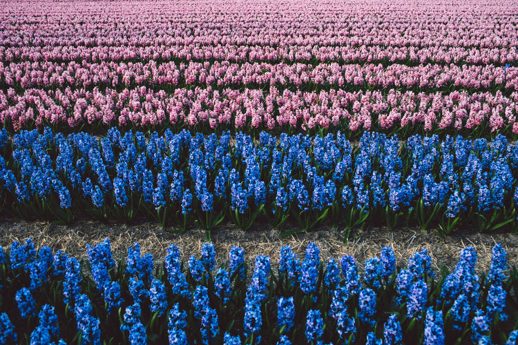 Full frame shot of purple flowering plants on field