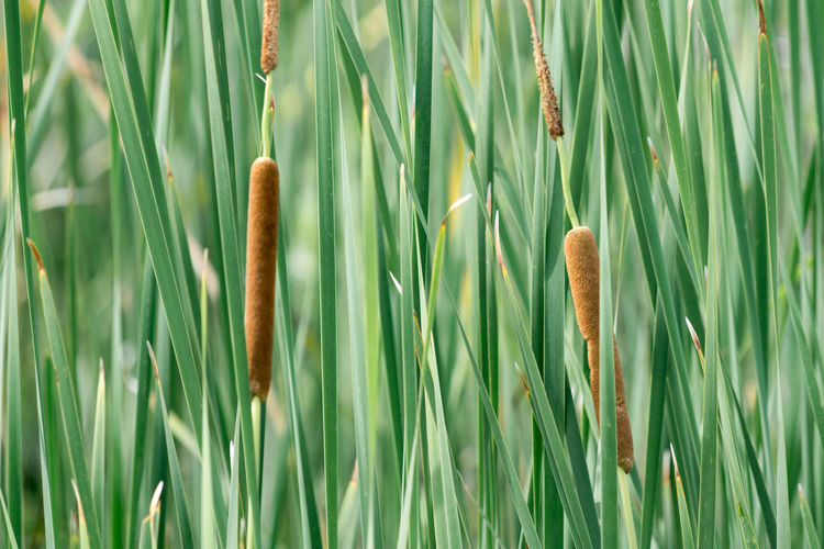 Close-up of grass growing outdoors