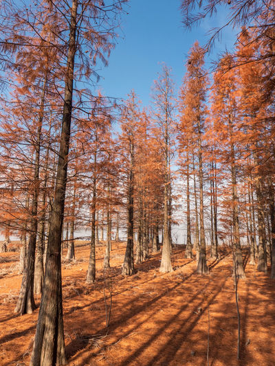Bare trees in forest during autumn