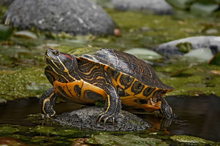 Close-up of tortoise on rock in lake