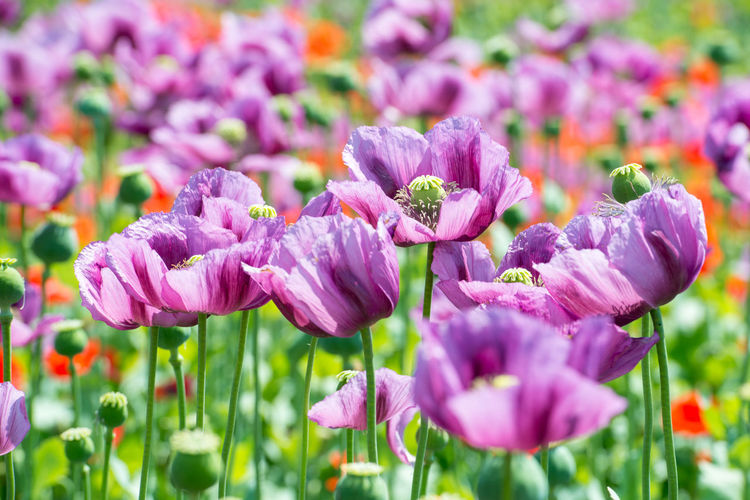 field of lila