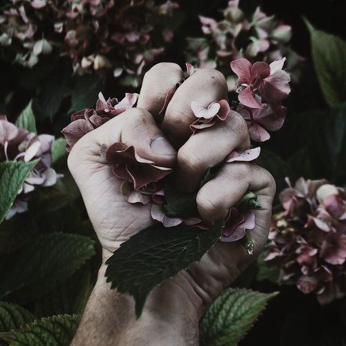 Cropped hand of man crushing hydrangeas