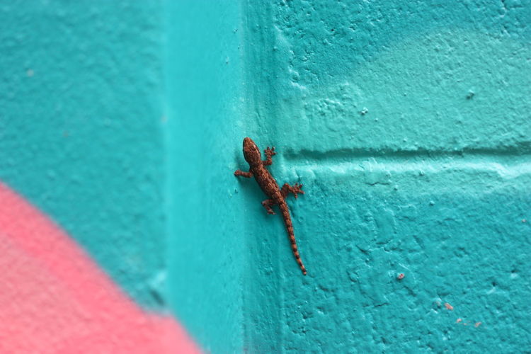 Close-up of lizard on wall