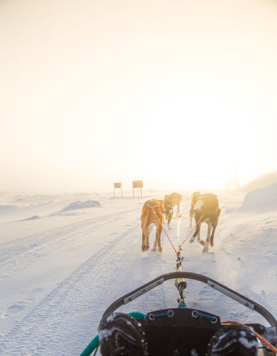 Sled dogs walking on snow against sky during sunset