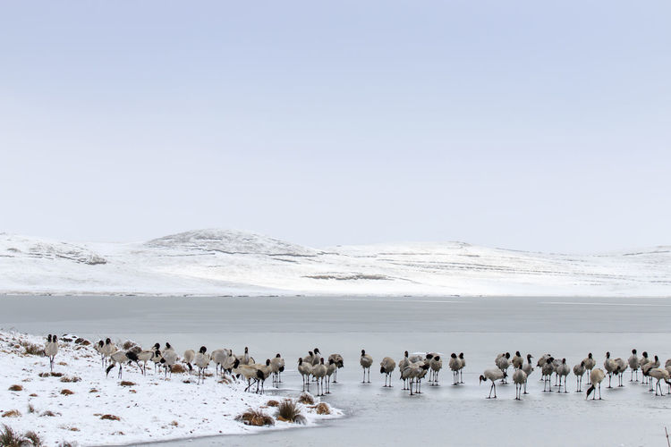 Black-necked cranes on frozen lakeshore