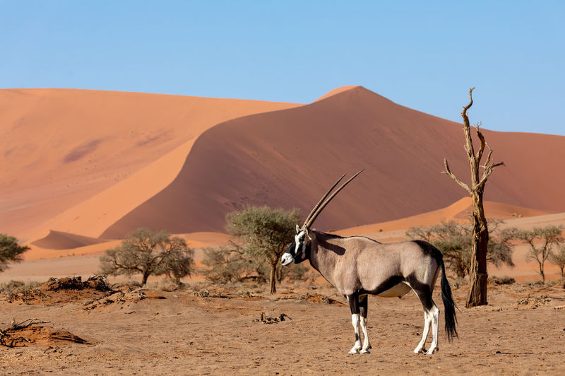 Gemsbok at desert against clear sky