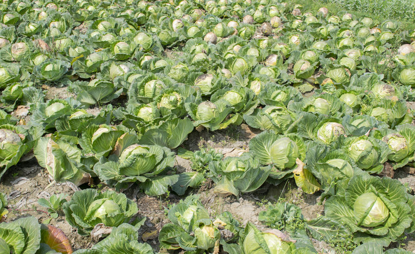 High angle view of vegetables on field