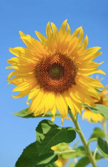 Vertical image of a vibrant yellow sunflower against sunny blue sky