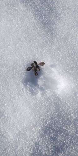 High angle view of insect on ice