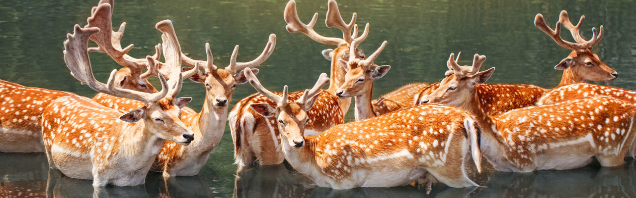 Large group of fallow deer resting in pond water on summer. web banner header for website.