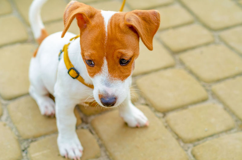 Small dog with cheerful and gentle expression is sitting on cobblestone. emotions of dog