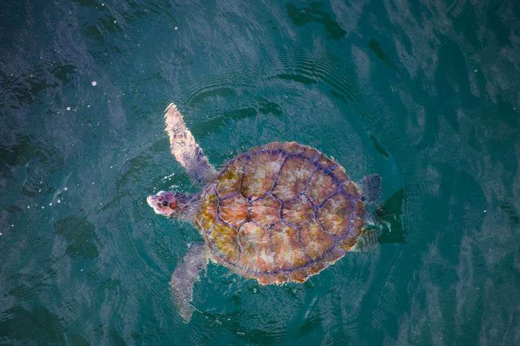 Directly above shot of turtle swimming in sea