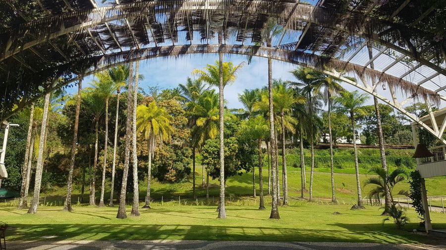 Palm trees against sky