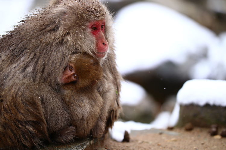 Close-up of monkeys in winter