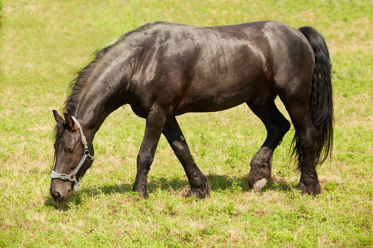 Side view of horse grazing in field