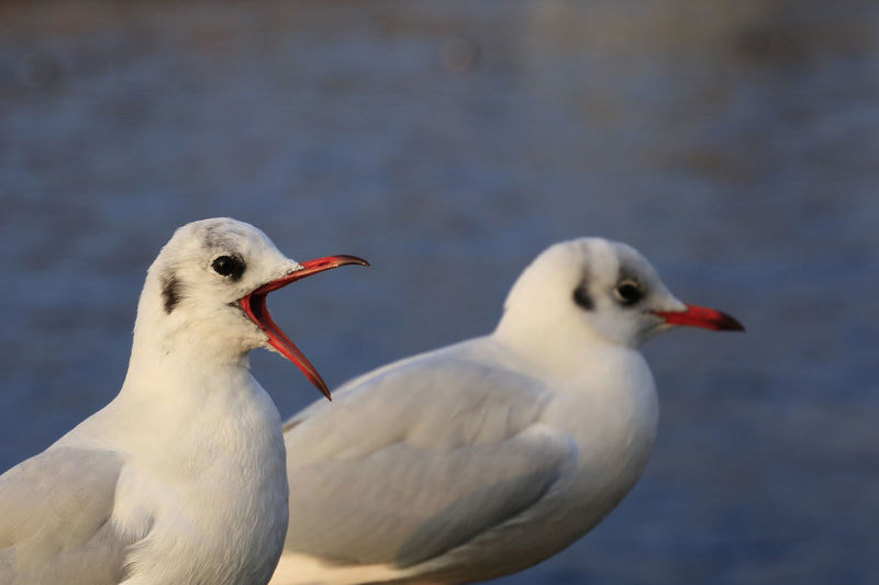 Close-up of two seagulls against sea