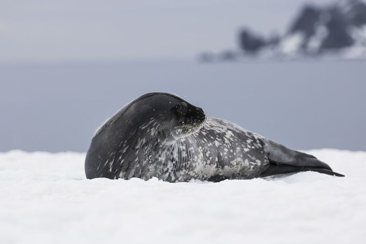 Close-up of seal lying on snowy field
