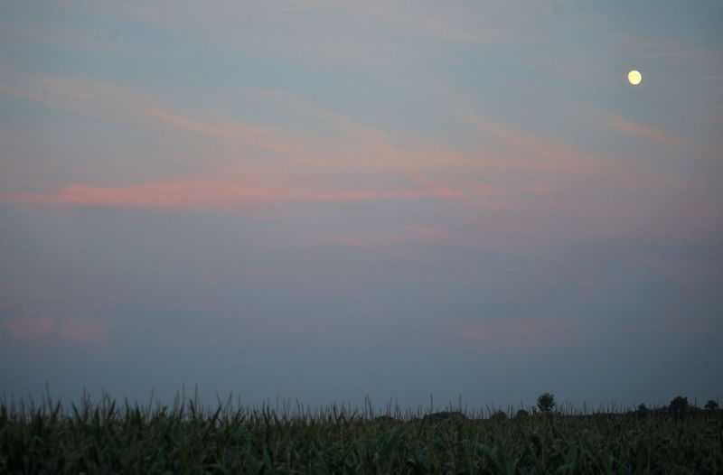 Scenic view of field against sky during sunset