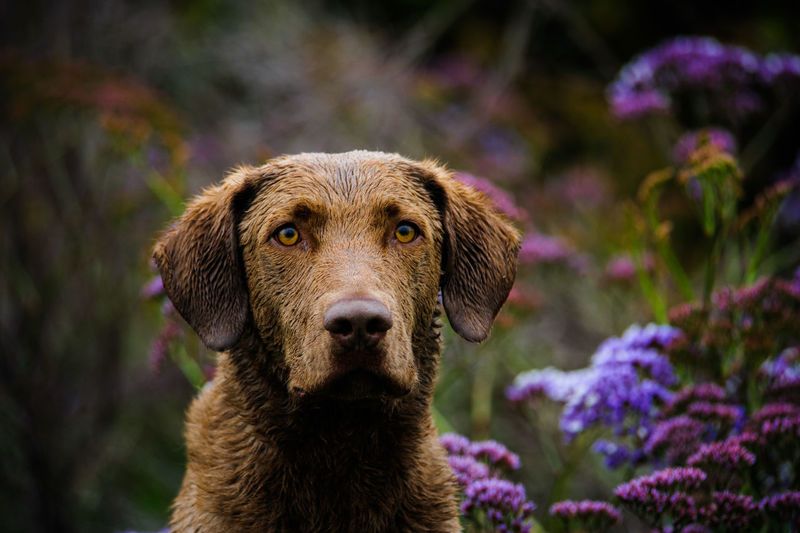 Portrait of chesapeake bay retriever