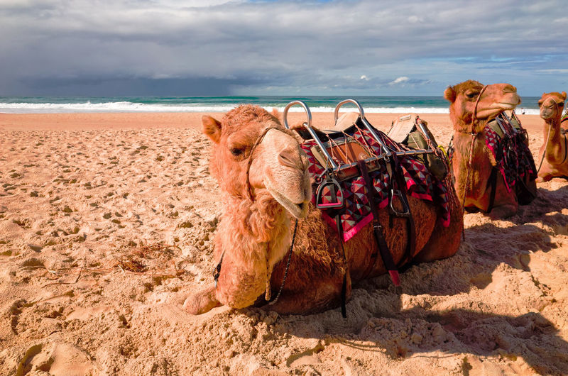 Camels lying on sand at beach