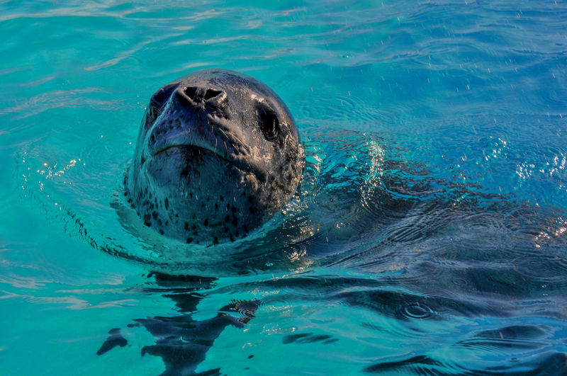 High angle close-up of seal