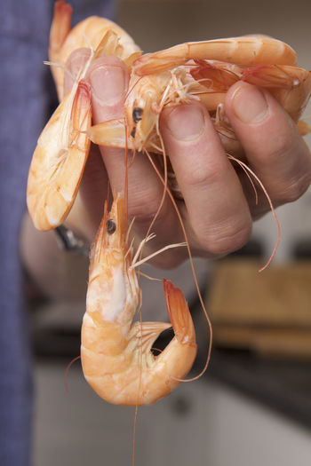 Close-up of hand holding shrimps