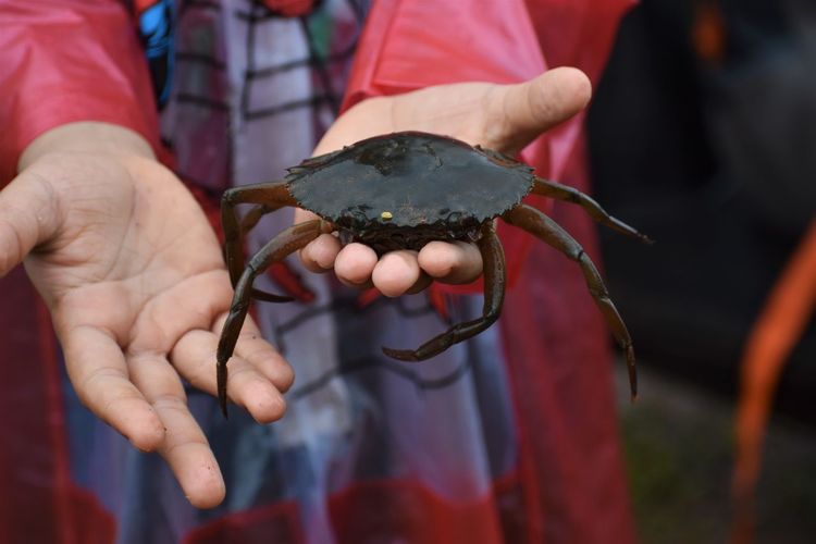 Close-up of hand holding crab