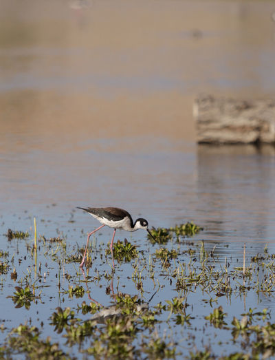 Black-necked stilt in lake