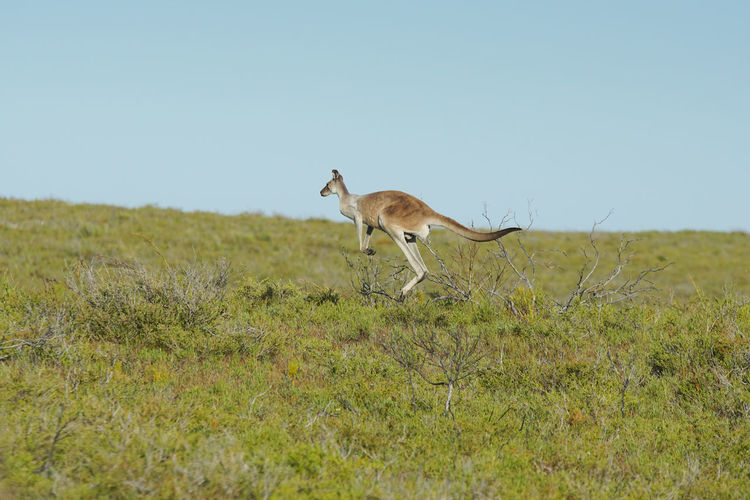Kangaroo running on field against clear sky