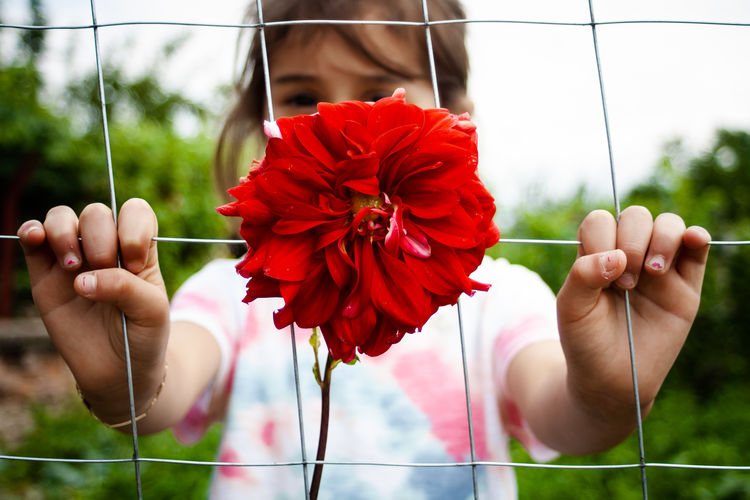 Close-up of hand holding red flowering plant