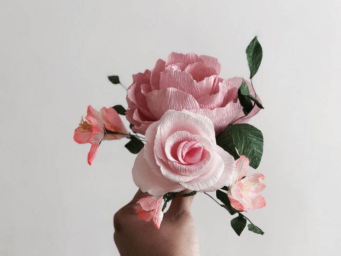 Close-up of hand holding pink roses against white background