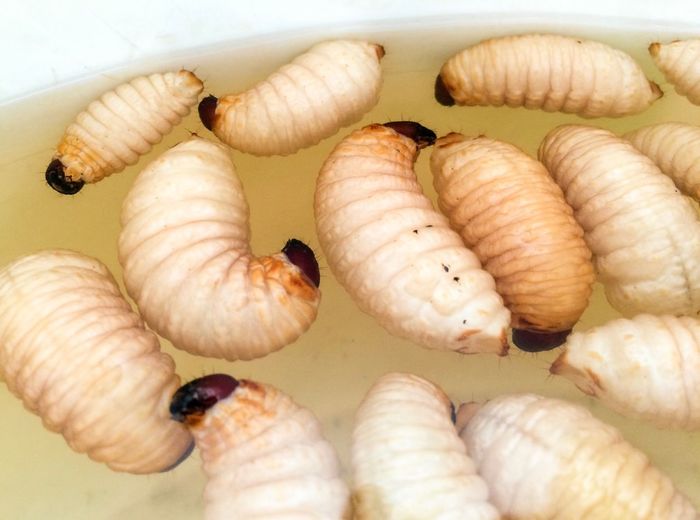 High angle view of rhinoceros beetle larvae floating in container