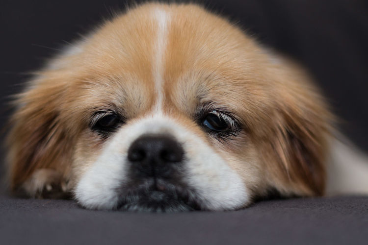 Close-up of a dog