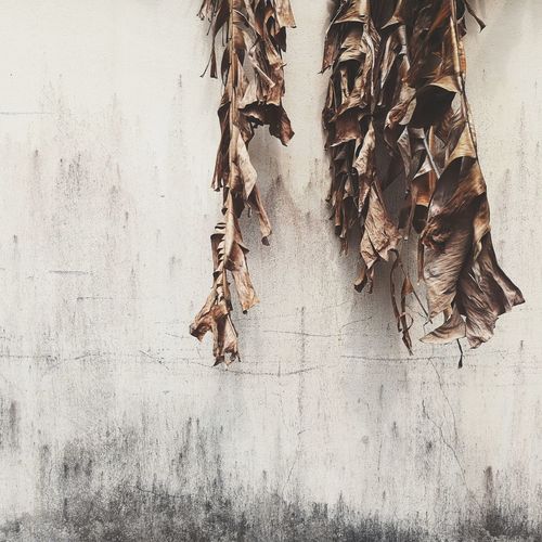 Close-up of dry leaves hanging on wall