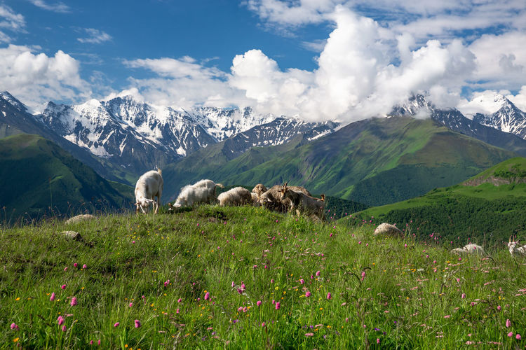 View of sheep on field against mountain range